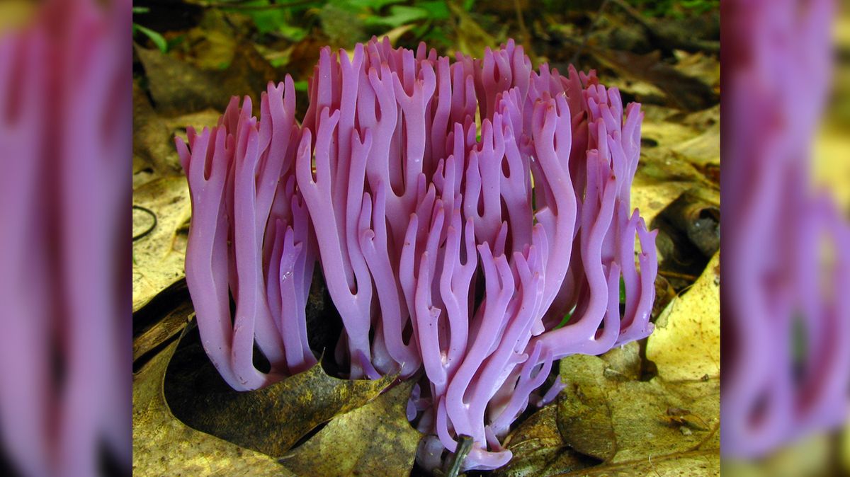 Ve skotském pohoří našli nový druh houby. Objevil se i „škrtič“